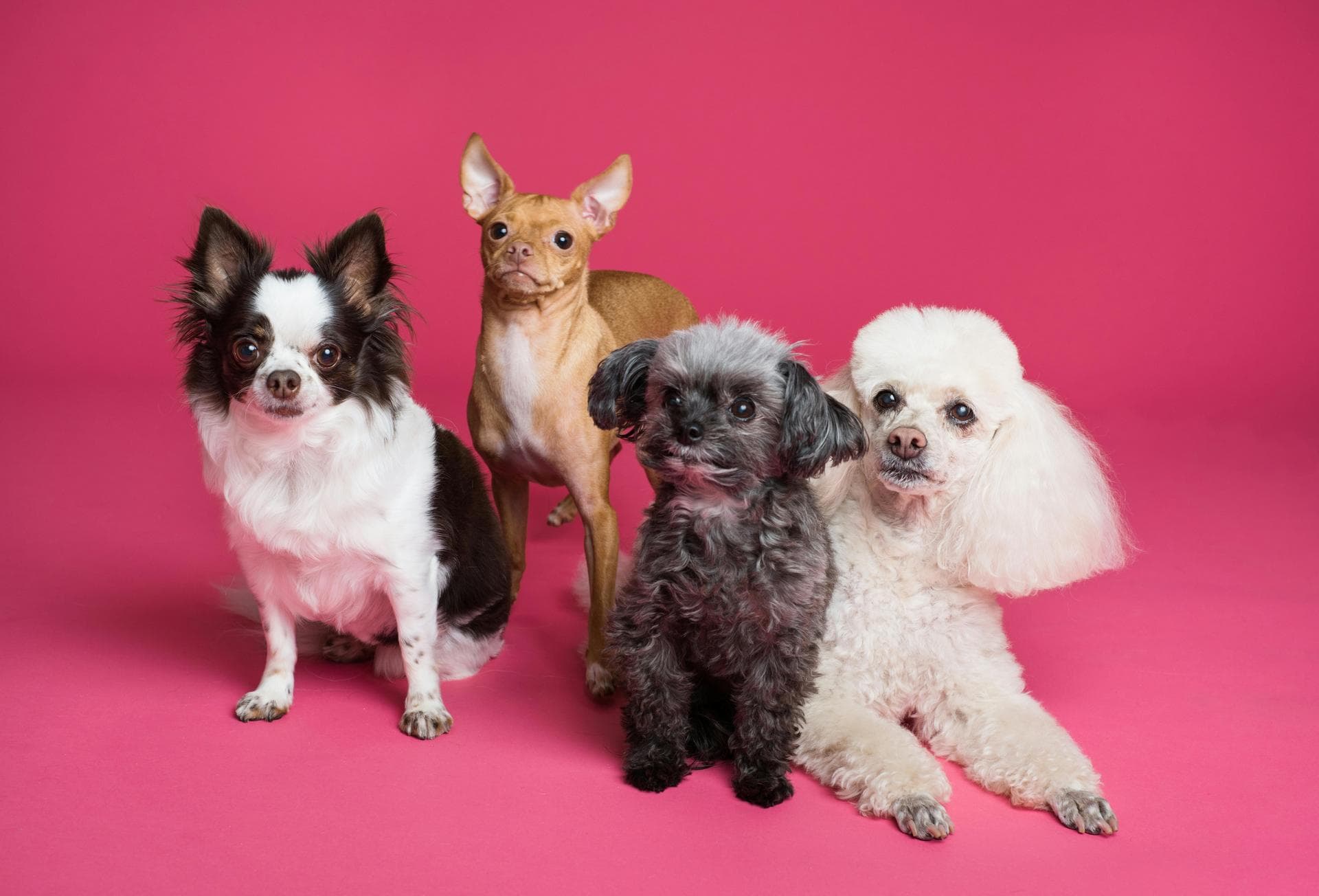 Dog Spay Castrate Neutering Prices in Hull