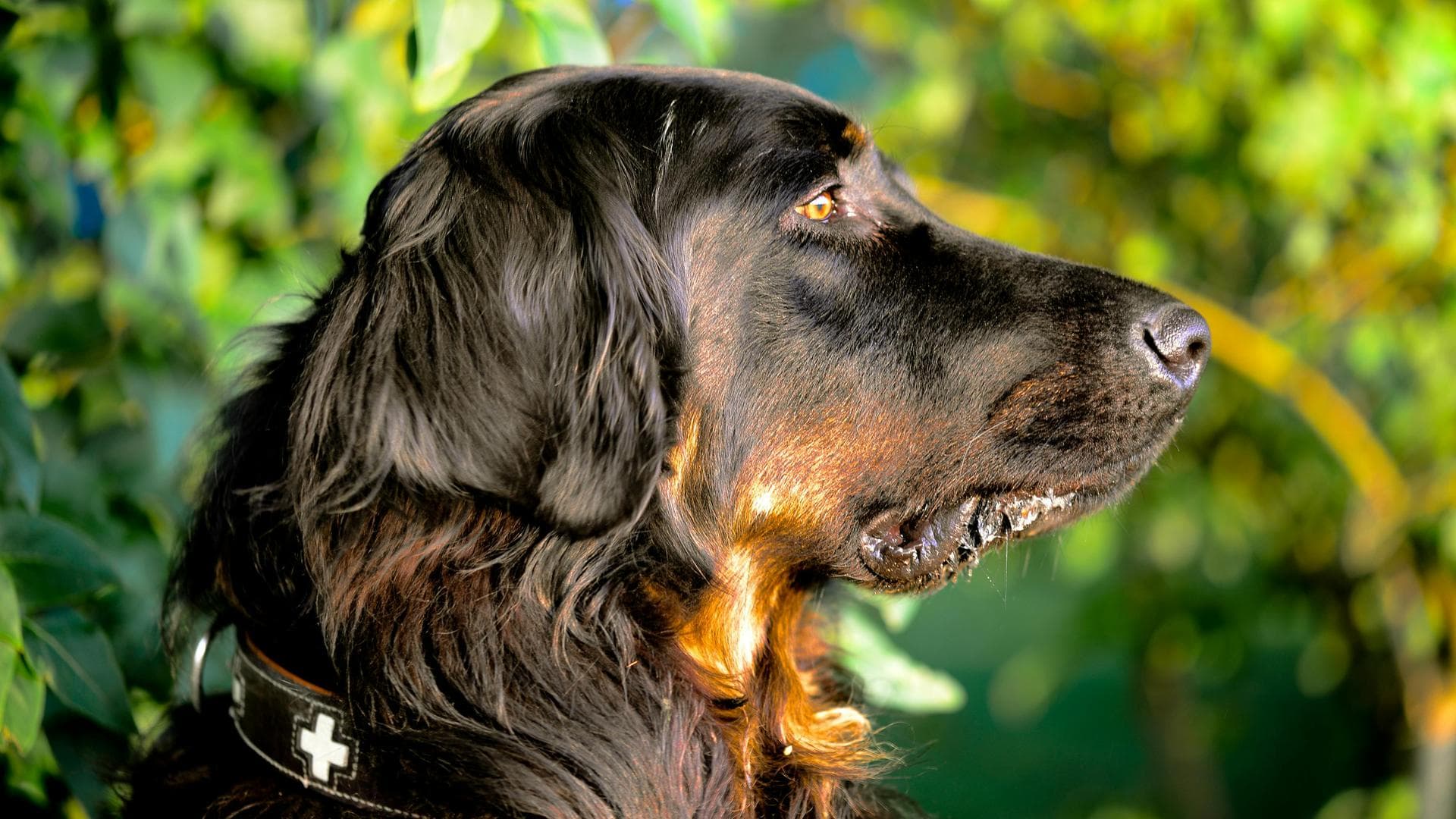 Dog Puppy Vaccinations Kennel Cough Prices in Hull
