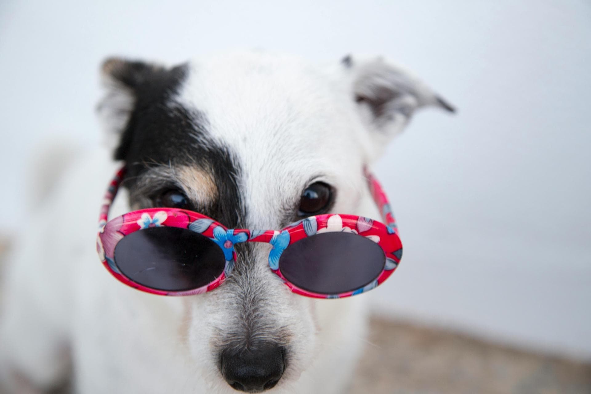Specialist Vets in Hull