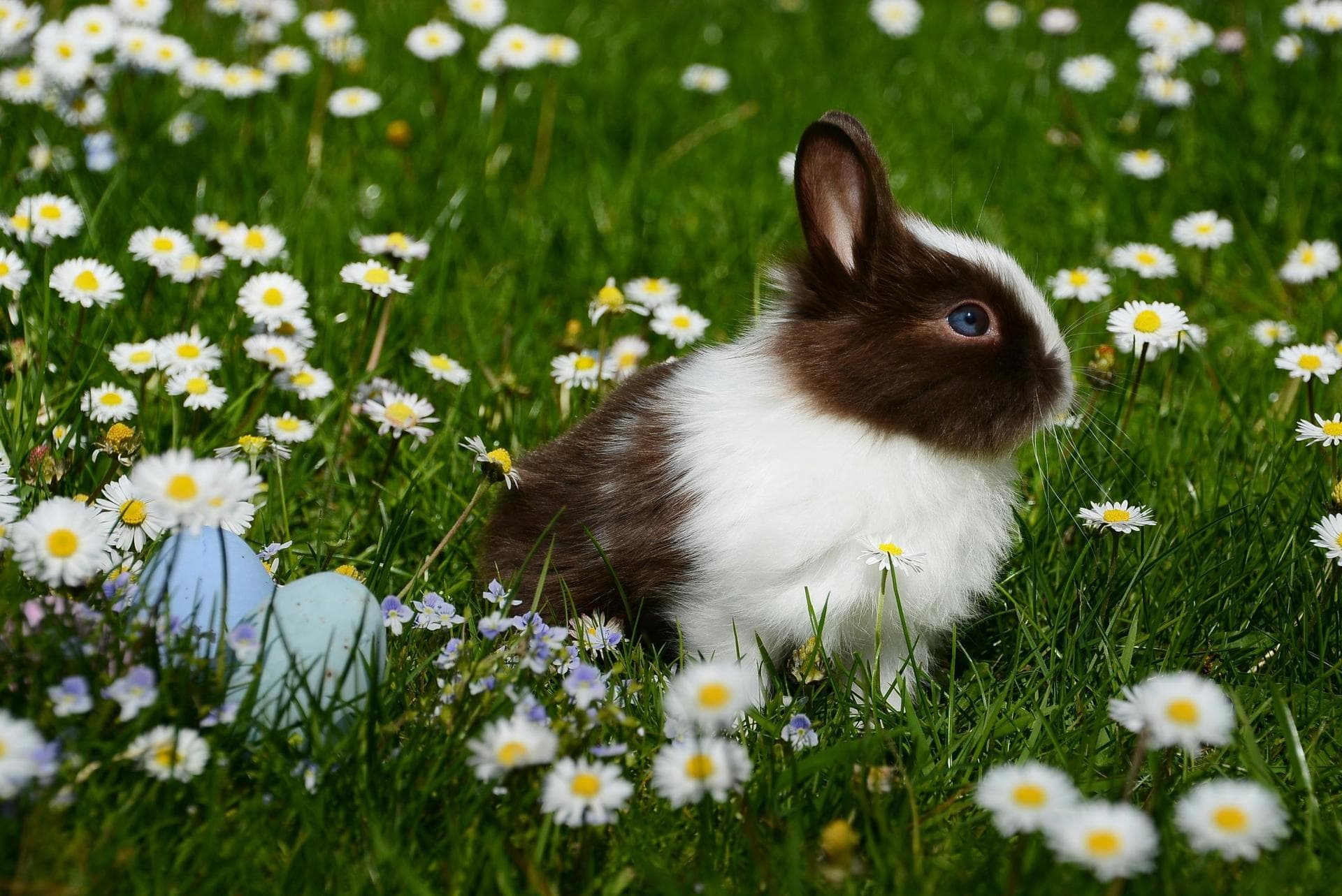 Specialist Vets in Hull